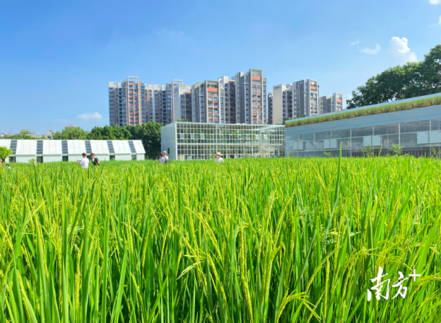 天河精品农业公园内连片稻田里稻穗低垂。 