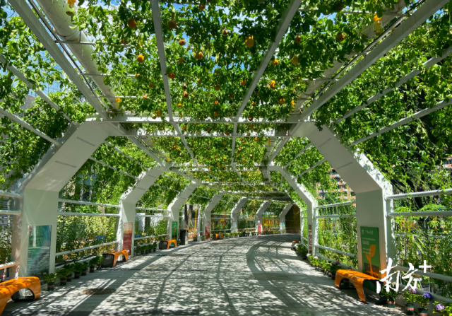 大湾区首个都市现代农业园在广州“城市客厅”亮相。 