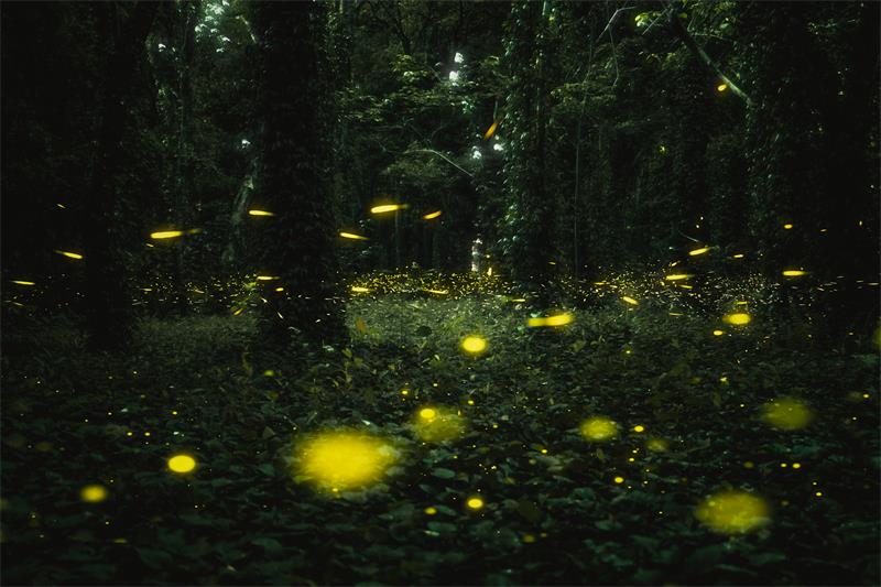 华南植物园 夏夜里的萤火虫