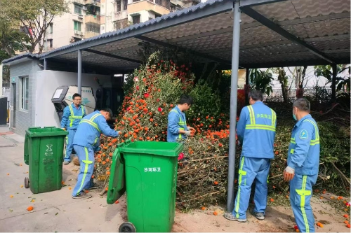 街道环卫站工作人员在采摘废弃年桔果实.jpg